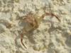 Thomisus onustus